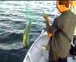 hunt for the dusky flathead