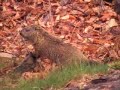 Woodchucks