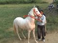 marwari horse marwari horse