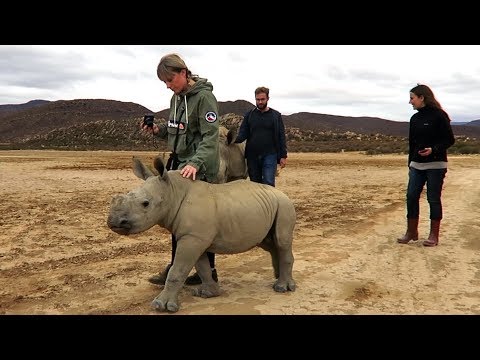 Passeio do Rinoceronte Bebé