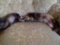 videos de Mr. Woozle Meets The New Ferret