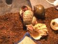 The life of a Hermit Crab!