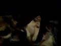 videos de Pit Bull vs Daschund/Chihuahua Mix 2