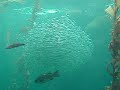 Fish forming a sphere