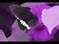 Matthew McPeck - Heaven On Earth (Britney Spears Cover)