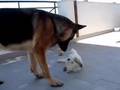 Westie Vs Pastore Tedesco