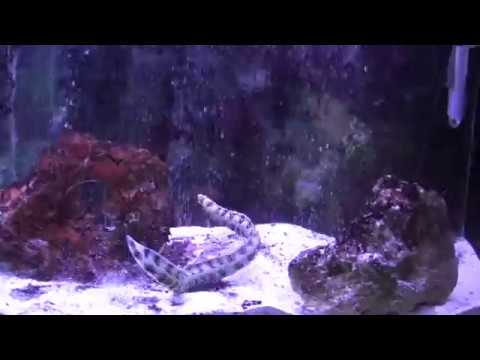 how to care for a pet eel