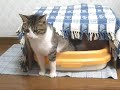 Click here to watch this video nature call.あさり王子 in トイレ