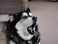 Smokey the Alaskan Malamute Howling