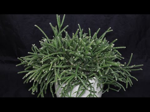how to care for rhipsalis