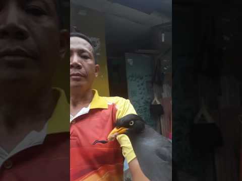 Download Video Si jawa koek. Download Video Si jawa koek.