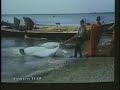 看海生館扮演幕後黑手--從遙遠的極地捕抓白鯨的影片