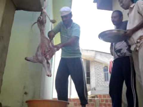 qurbani2 -