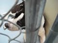 Neglected Dog Betrayed by cops on DEATH-ROW now 07-19-2008