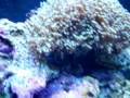 my saltwater reef tank on November 23 2008