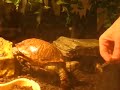 Ornate Box Turtle Eating Crickets Ornate Box Turtle Eating Crickets
