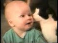 Lustiges Katzenvideo