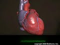 Come funziona la defibrillazione