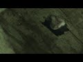 video Polh od blizu (dormouse)