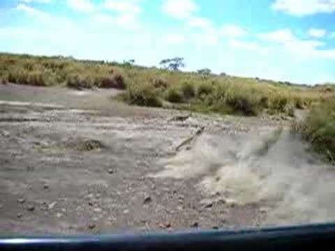 Lions chasing gazelle