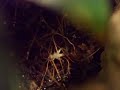 Odontomachus bauri vs. Acheta domesticus #03