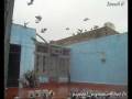 videos de Ismail B pipa derby pigeon voyageur maroc sale  lawla3a animal 3