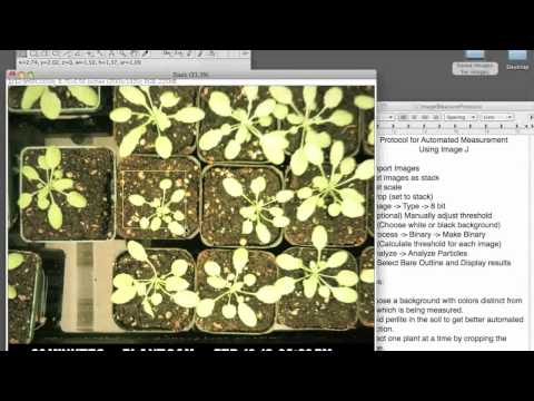 how to use imagej to measure length