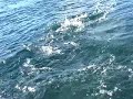 Fly Fishing - Argentina Trout & Dorado Fly Fishing - Argentina Trout & Dorado