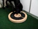 Wilmer spelar Dogtwister