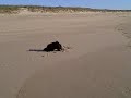 Trip to Montauk.wmv