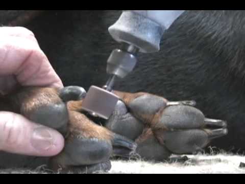 how to trim dog toenails