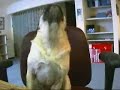 Pug Singing: Emmitt and The Piggy Pug Singing: Emmitt and The Piggy