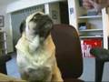 Pug Singing: Emmitt and The Piggy