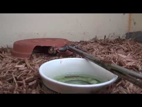 YouTube reptile video