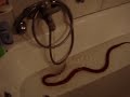 snake shit