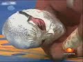 mistico vs  el hijo del perro aguayo 2