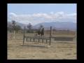 Wasabi ISR Gelding For Sale jumping Aug 2008