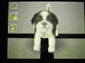 Nintendogs; My dog Tilly! Nintendogs; My dog Tilly!