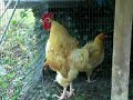 Buff Orpington Rooster Crowing