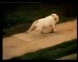 Fairground attraction -It's got to be perfect (High Quality)