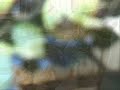 $500 backyard goldfish pond & waterfall (Spring Version)