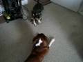Weiner dog guarding his toy