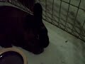 pipkin1