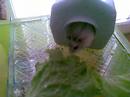 this video is about viiru the hamster.