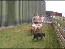 Sheepherding Kelpie Blinq Sheepherding Kelpie Blinq