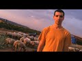 Alex under-Ganado ovino blanco
