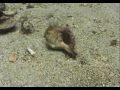 Scuba diving in Paraty, Brazil