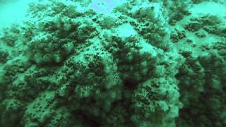 First Ever Scientific Dive at the Dead Sea