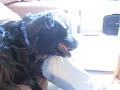 Puppy hugs and piggy kisses!