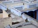 monkey attacked in agra